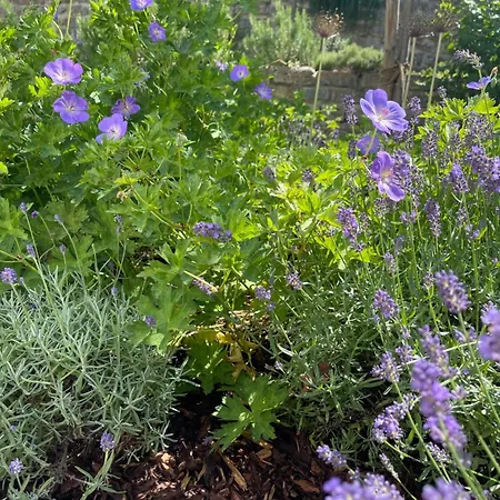 Appartement Petite Lavande